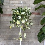 Manjula Pothos 8"