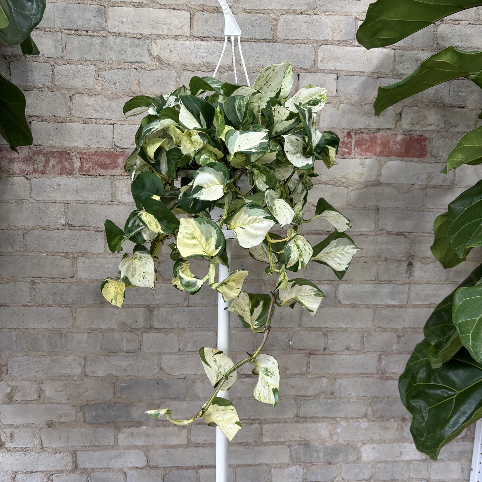 Manjula Pothos 8"