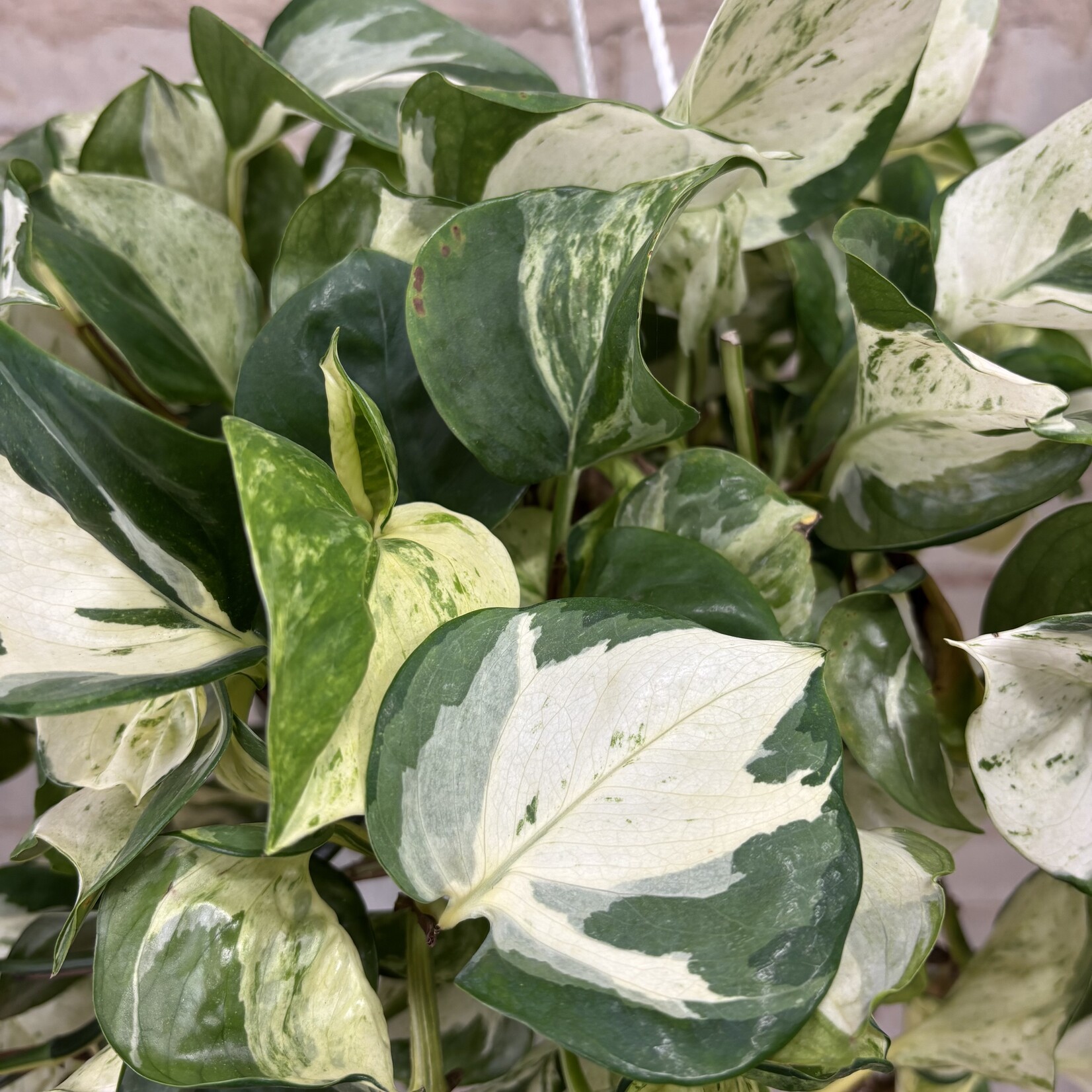 Manjula Pothos 8"