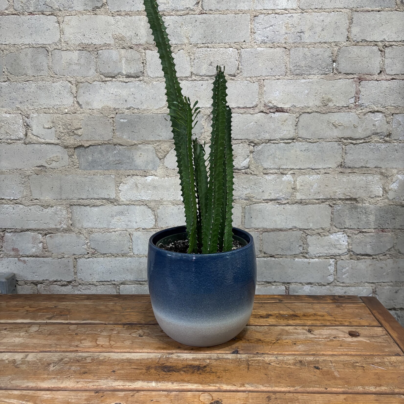 Euphorbia Trigona 6" 'African Milk Tree'