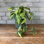 Philodendron Brazil 4"