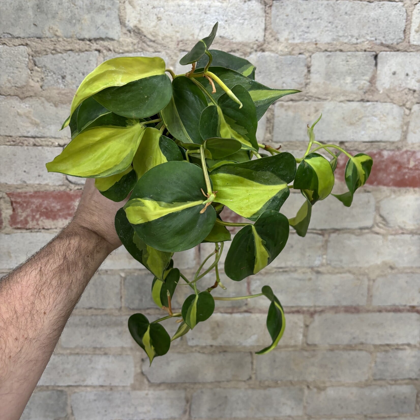 Philodendron Brazil 4"