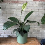 Peace Lily 'Sensation' 10"
