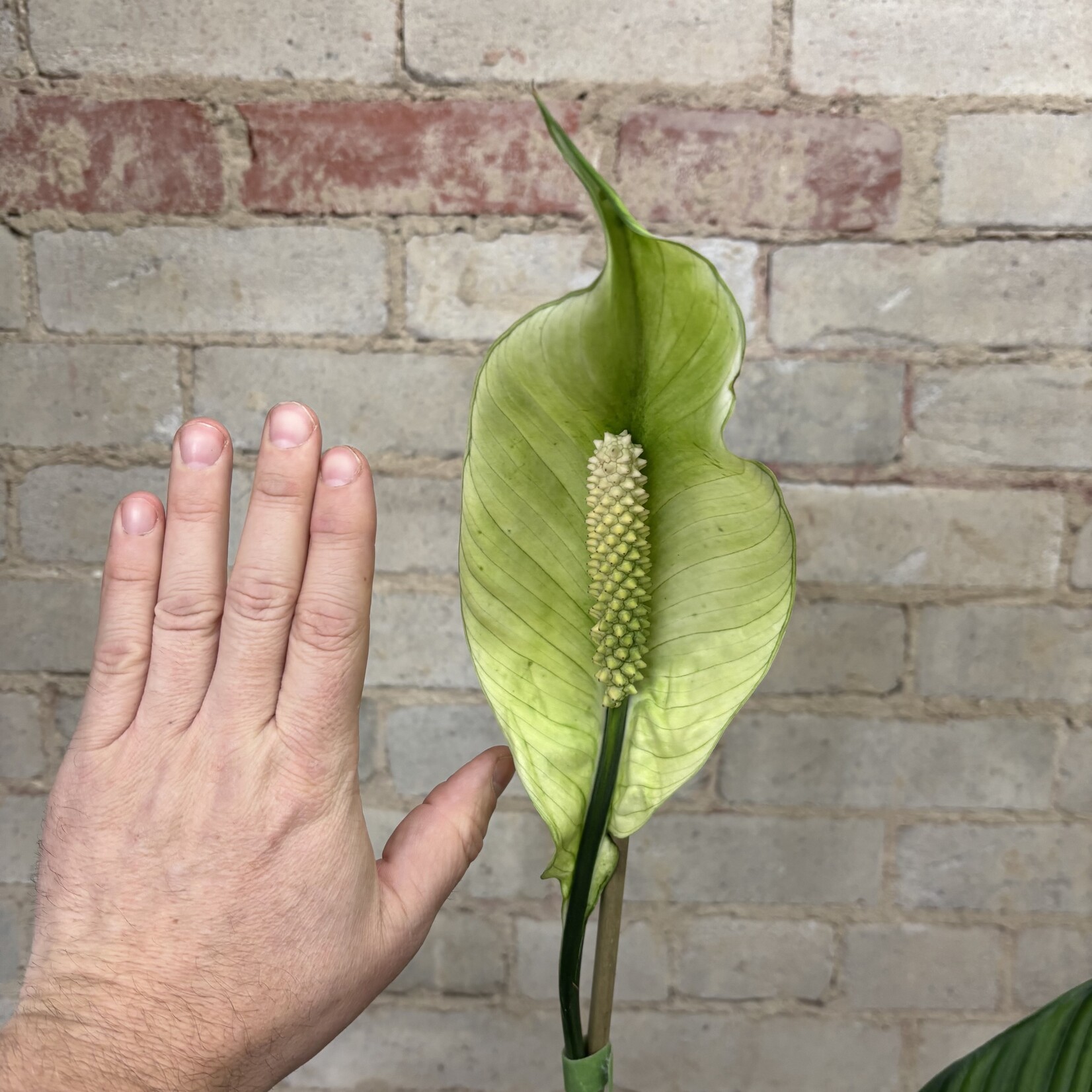 Peace Lily 'Sensation' 10"