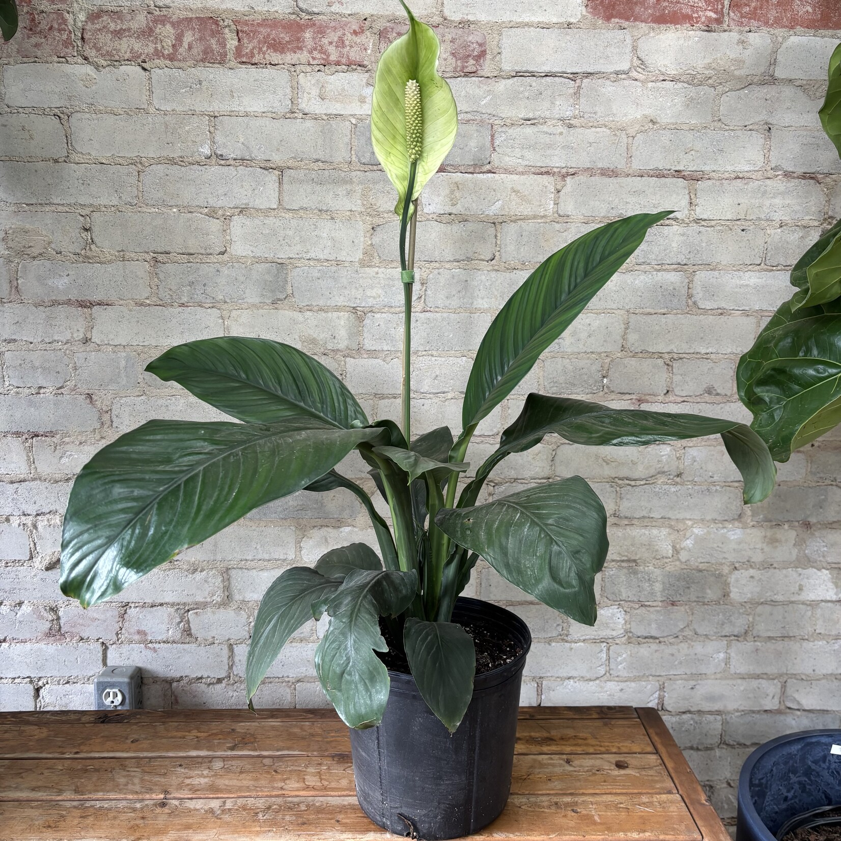 Peace Lily 'Sensation' 10"