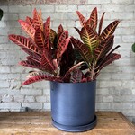 Croton Petra 10"