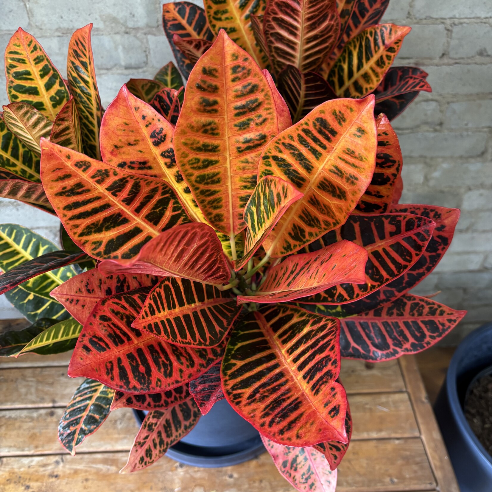 Croton Petra 10"