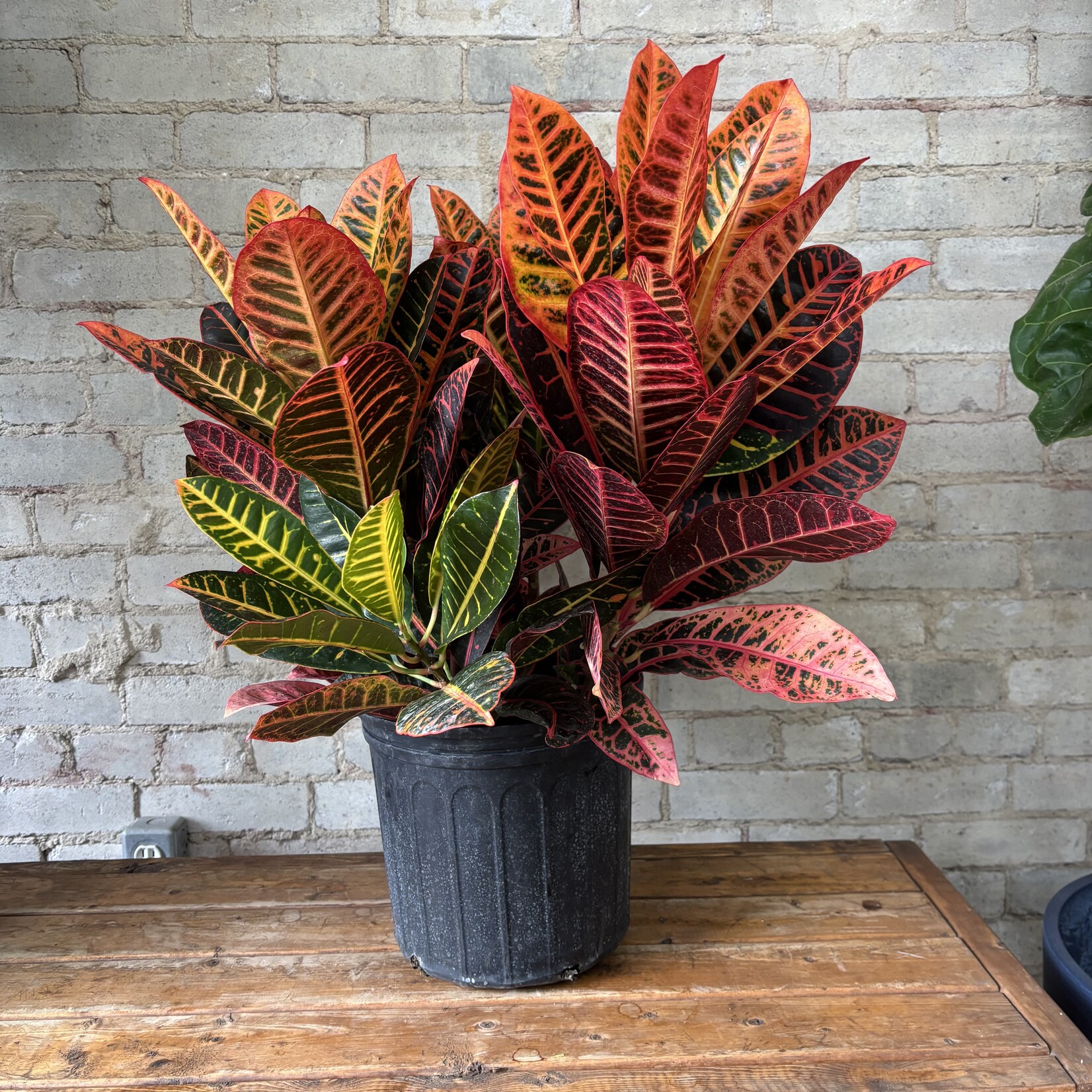 Croton Petra 10"