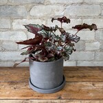 Begonia Rex 'Red Tango' 5"