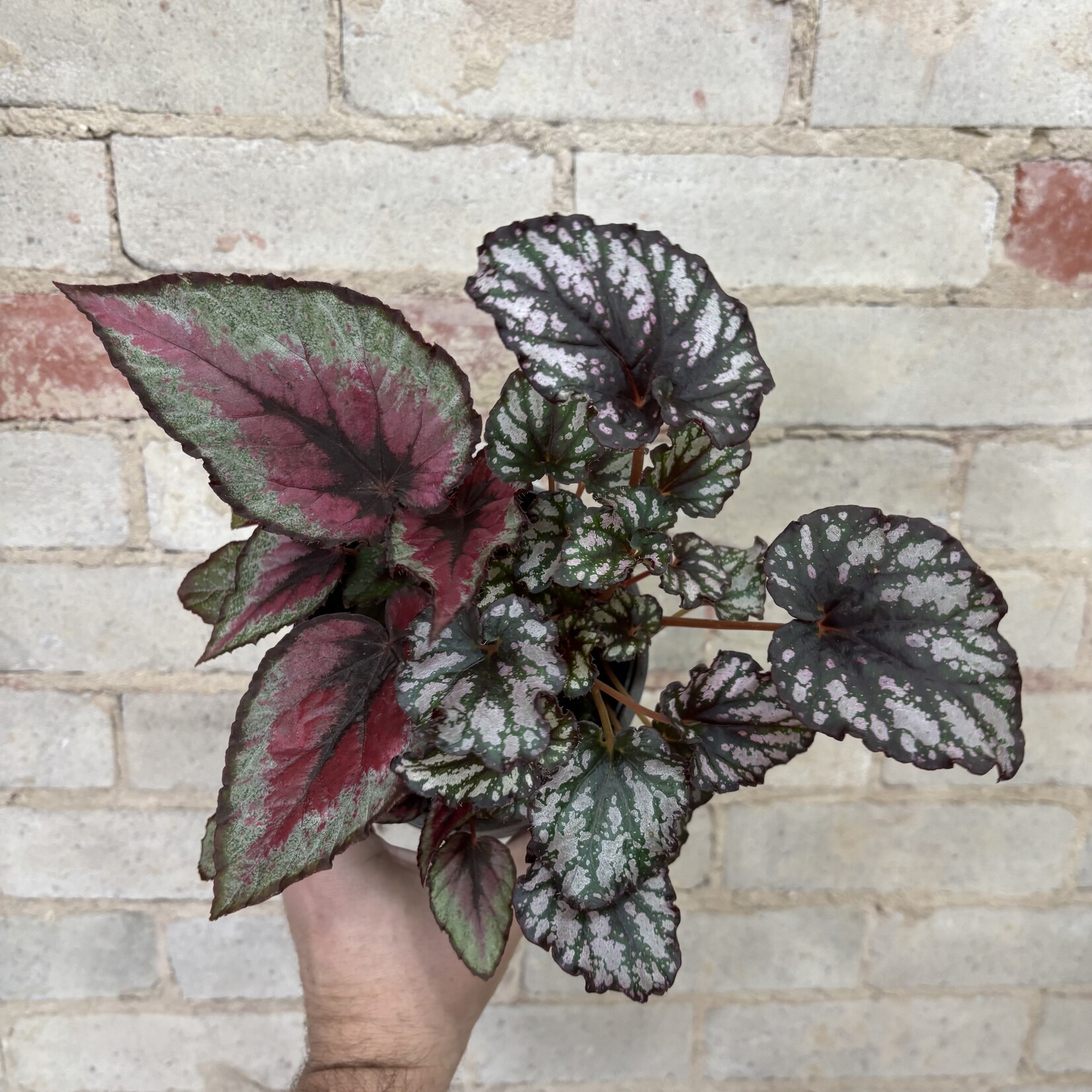 Begonia Rex 'Red Tango' 5"