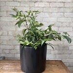Star Jasmine Bush 10"