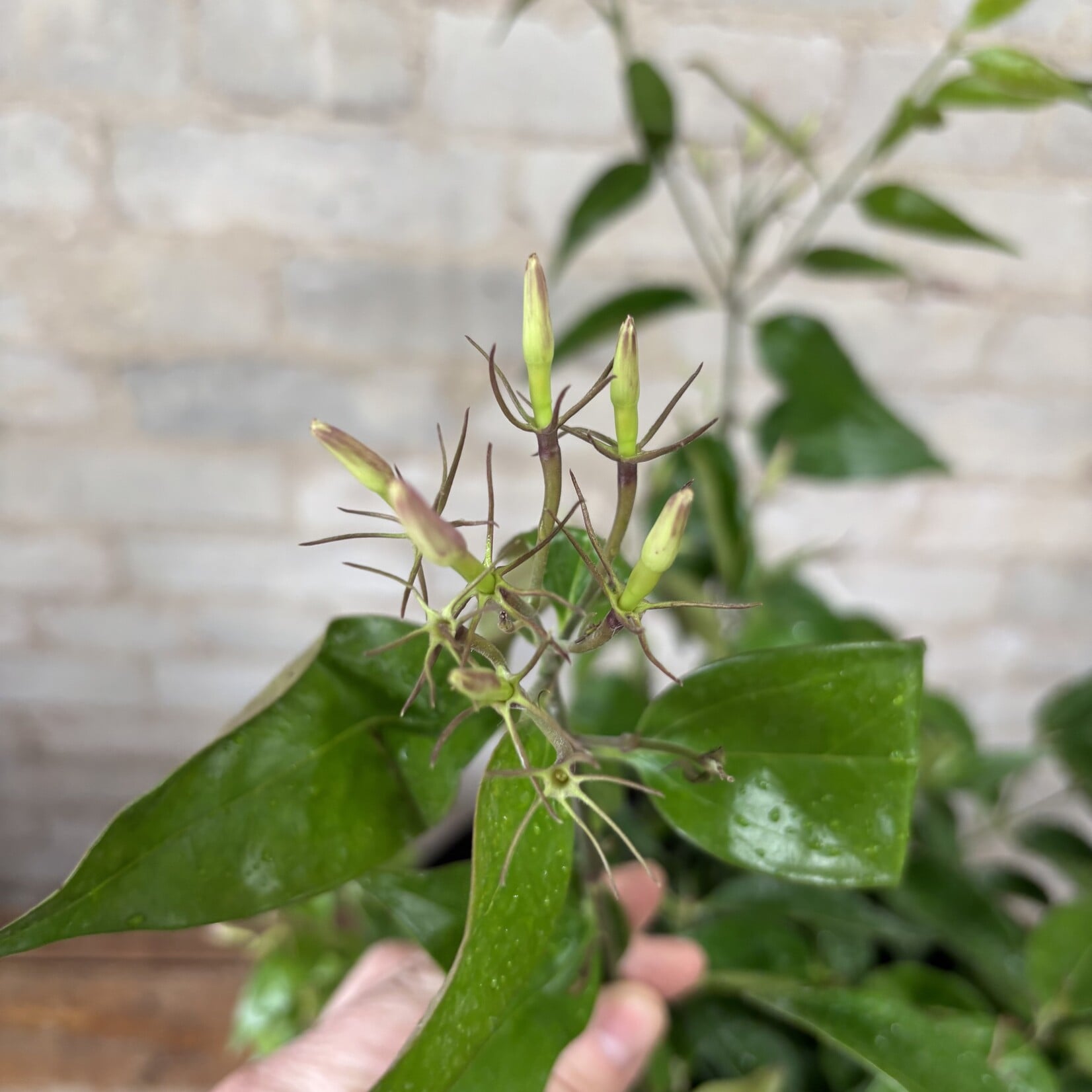 Star Jasmine Bush 10"