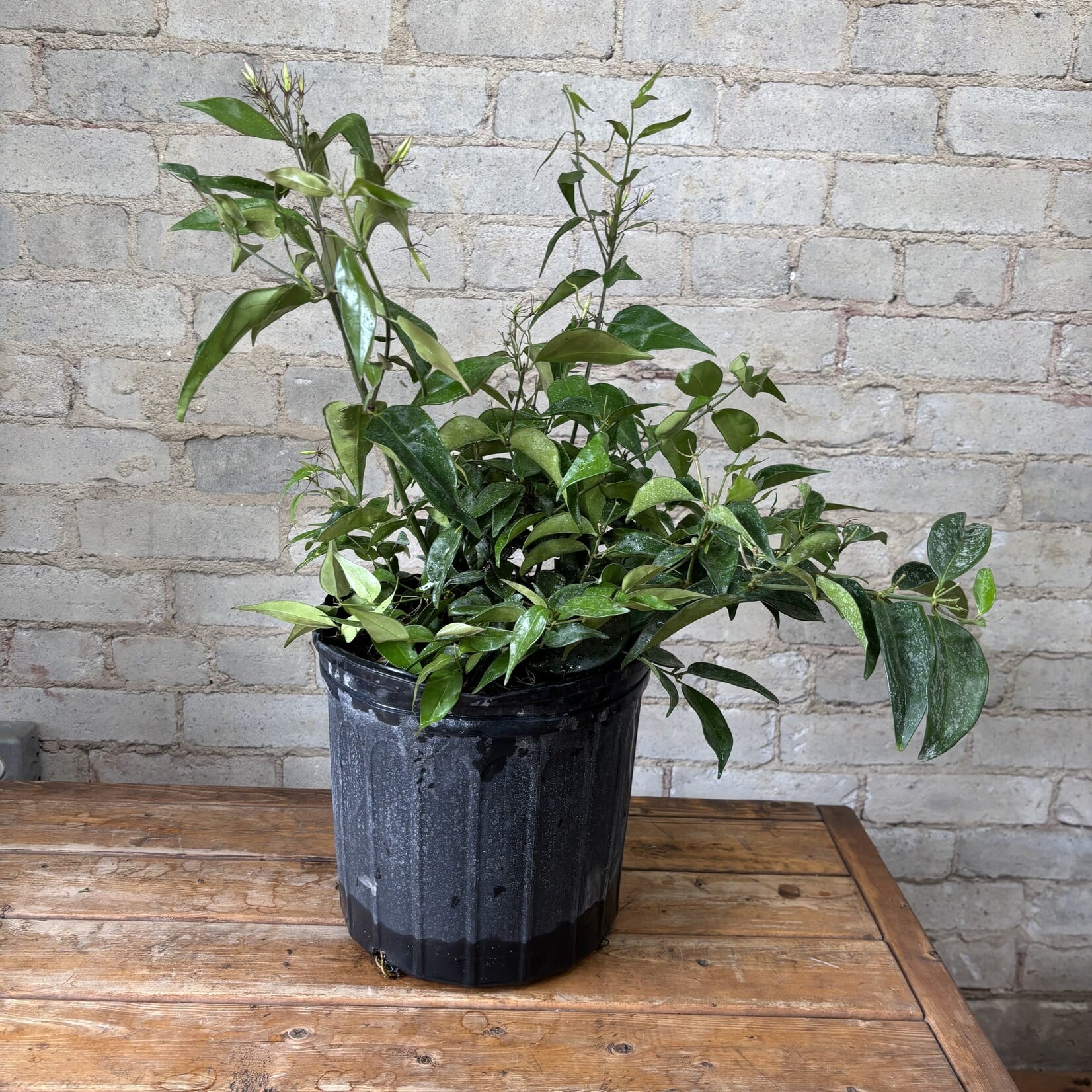 Star Jasmine Bush 10"