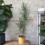 Dracaena Marginata Character Cane 12"
