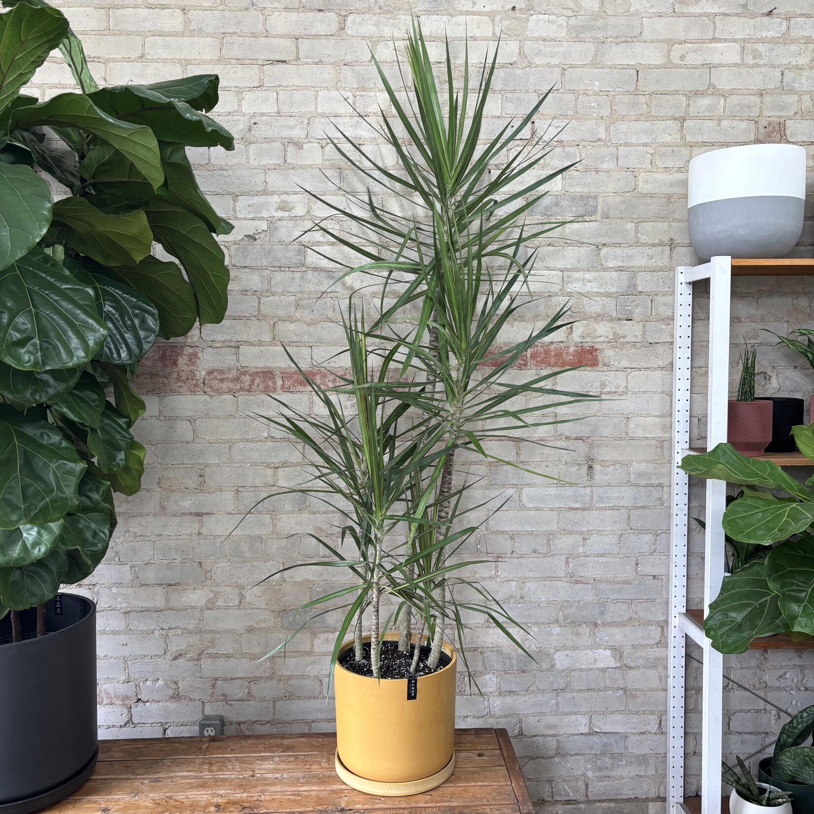 Dracaena Marginata Character Cane 12"