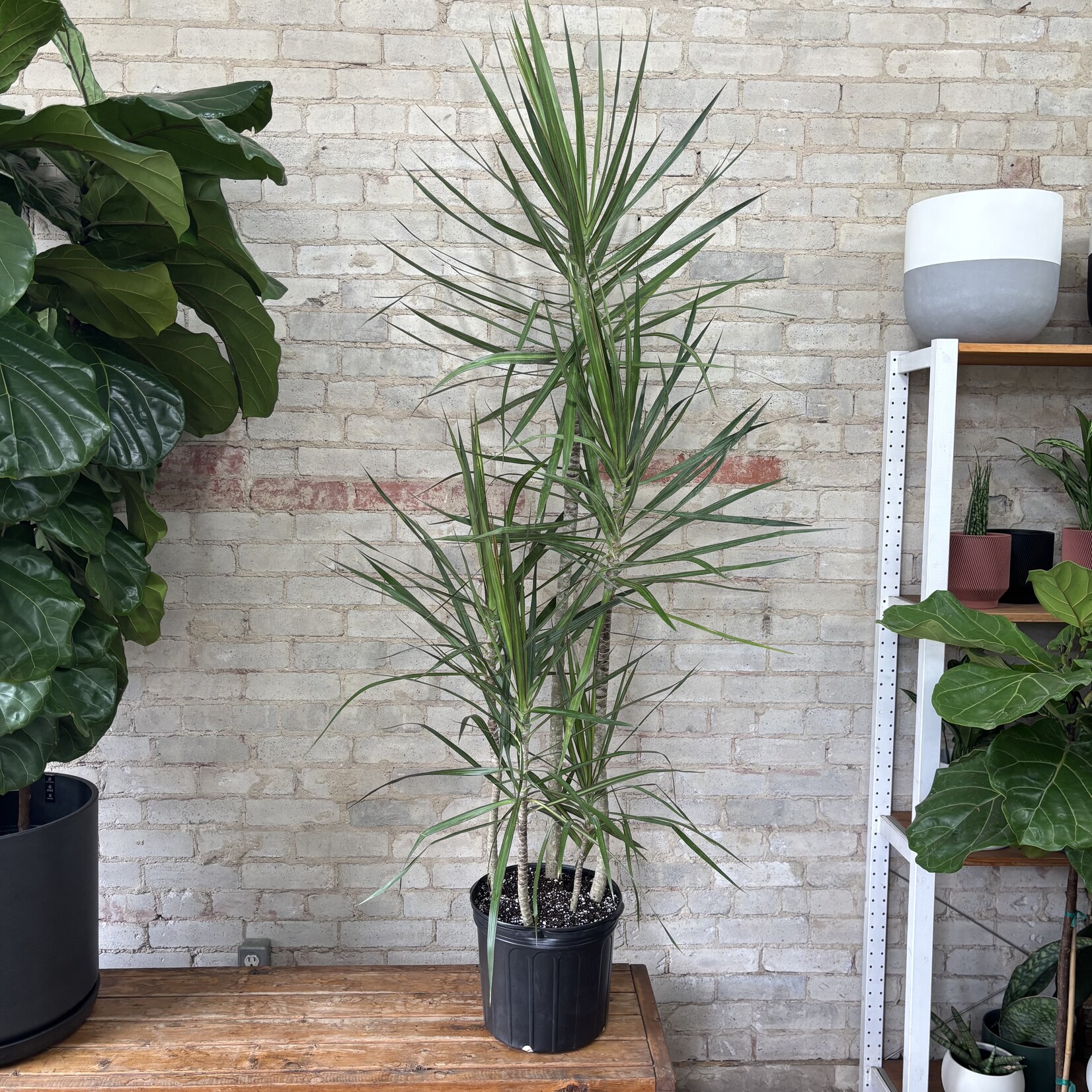 Dracaena Marginata Character Cane 12"