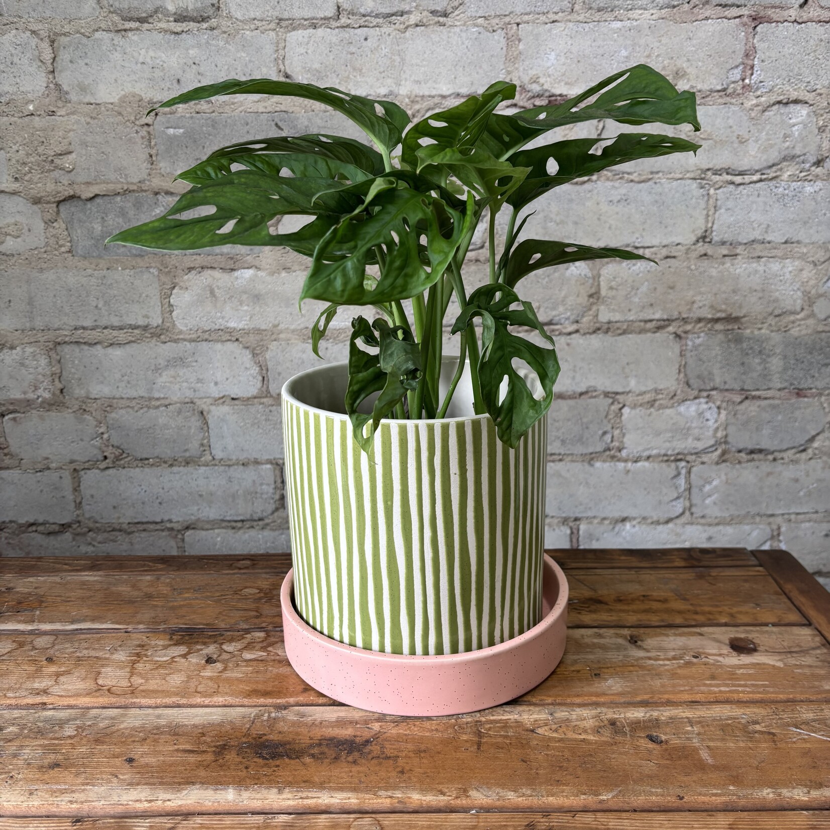 Monstera Adansonii 6"