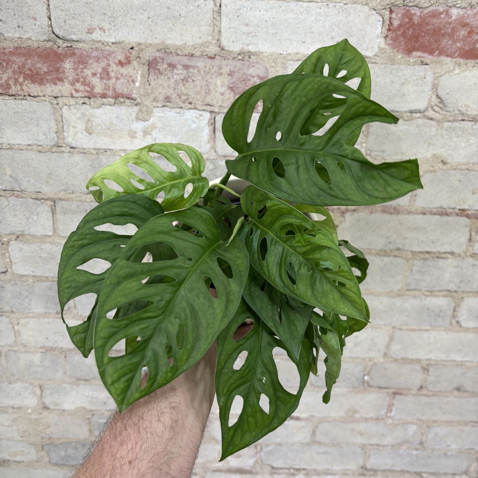 Monstera Adansonii 6"