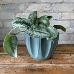 Scindapsus Pictus Silver Satin 6"