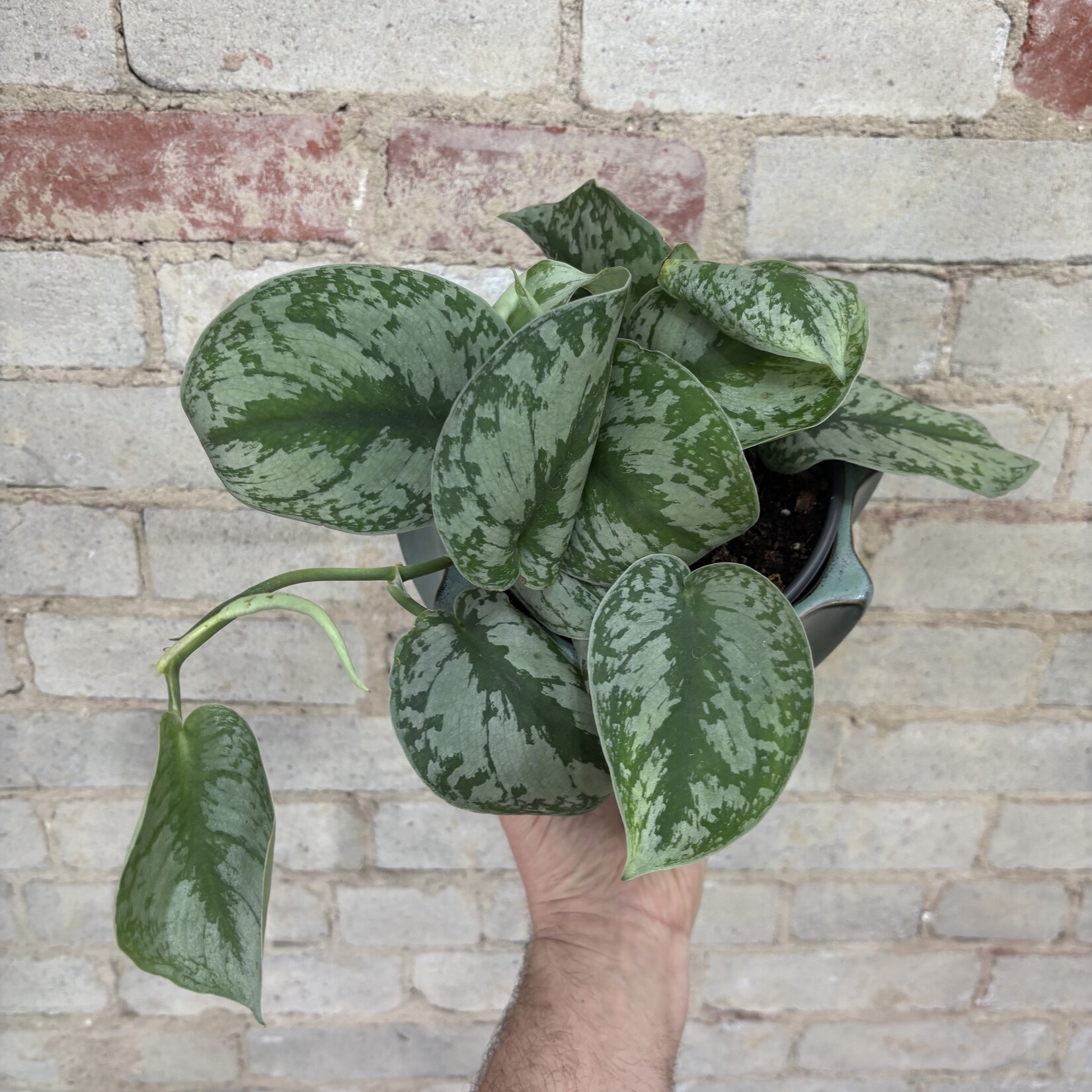 Scindapsus Pictus Silver Satin 6"