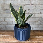 Sansevieria Futura Superba 6"