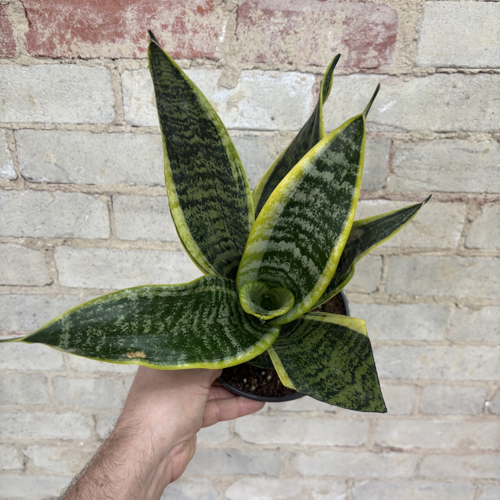 Sansevieria Futura Superba 6"