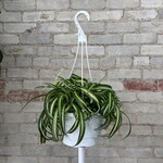 Curly Spider Plant 'Bonnie' 8" HB