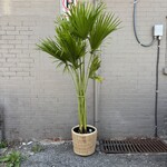 Chinese Fan Palm 12"