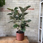 Ficus Elastica Robusta 10"
