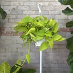 Neon Pothos 8" HB