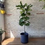 Ficus Lyrata Standard 14"