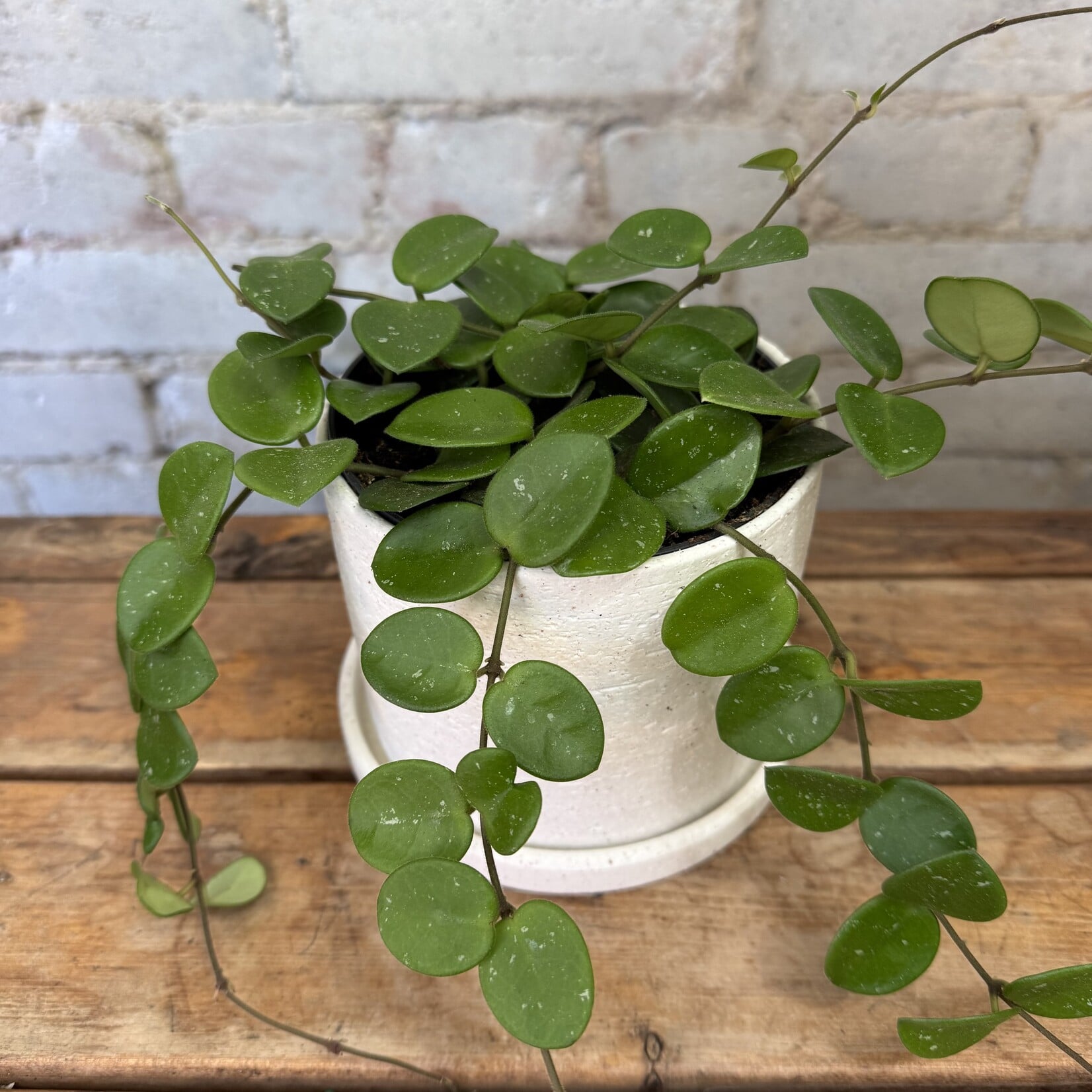 5" Hoya Mathilde Splash