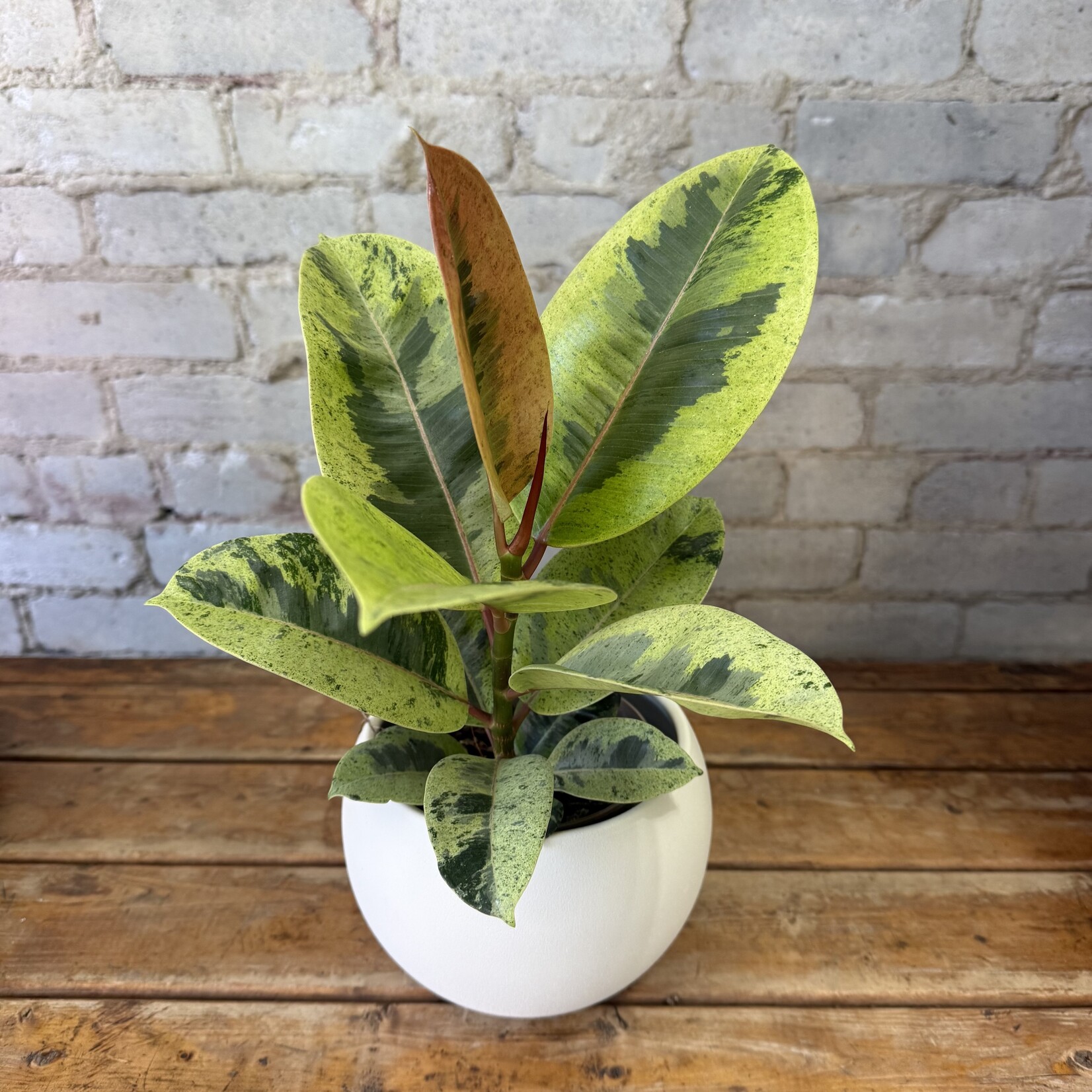 Ficus Elastica Shivereana 5"