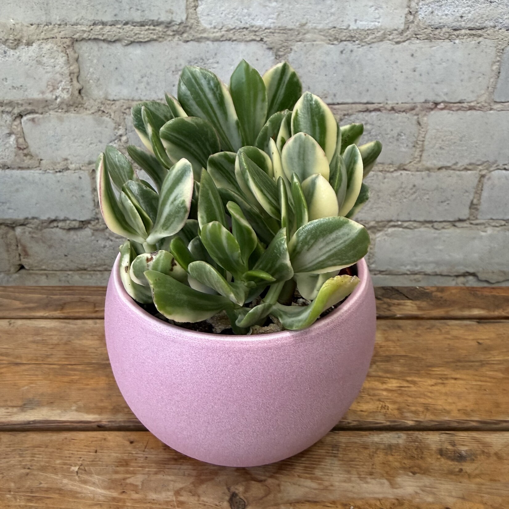 Variegated Jade Plant 4"