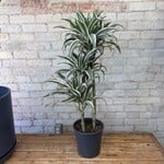 Dracaena White Bird (Cane) 8"