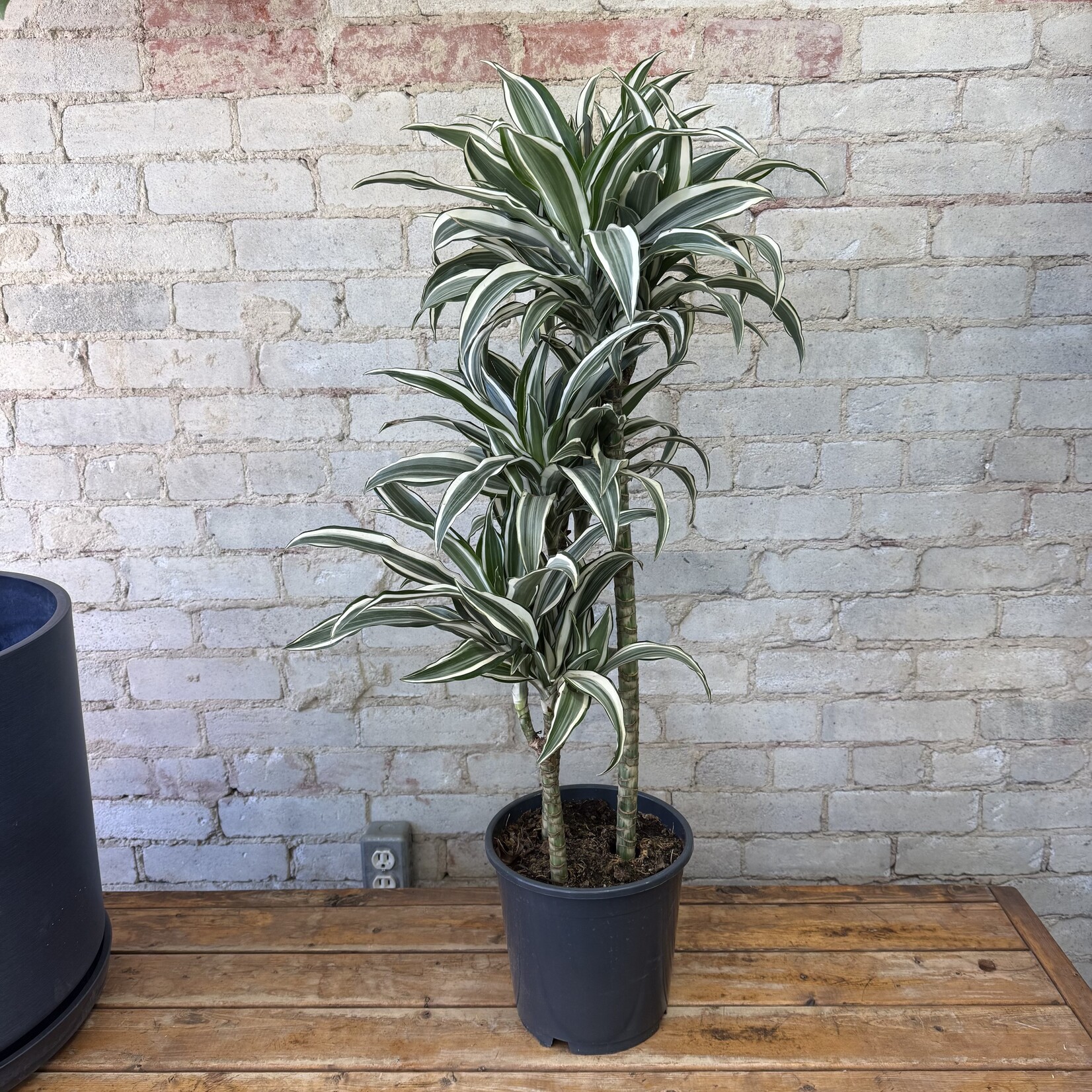 Dracaena White Bird (Cane) 8"