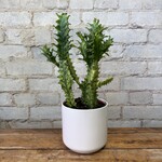 Euphorbia Trigona Variegated 5"