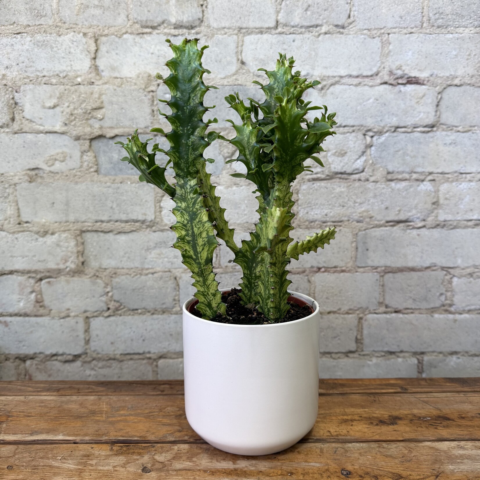 Euphorbia Trigona Variegated 5"