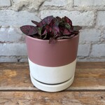 Polka Dot Plant Dark Pink 3.5"