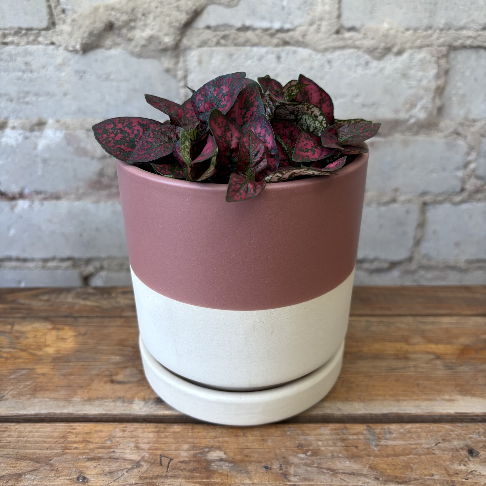 Polka Dot Plant Dark Pink 3.5"
