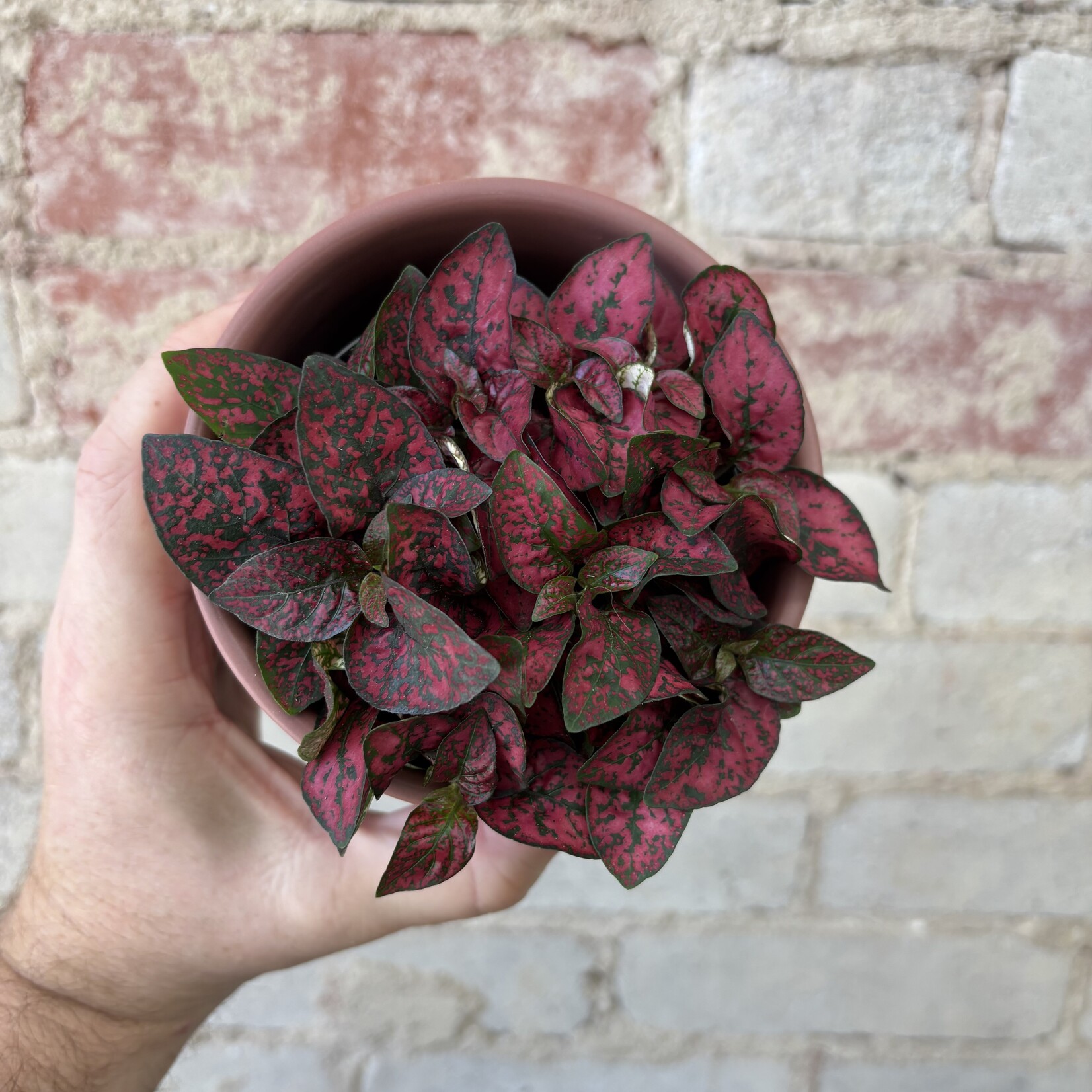 Polka Dot Plant Dark Pink 3.5"