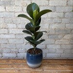 Ficus Elastica 'Sophia' 7"