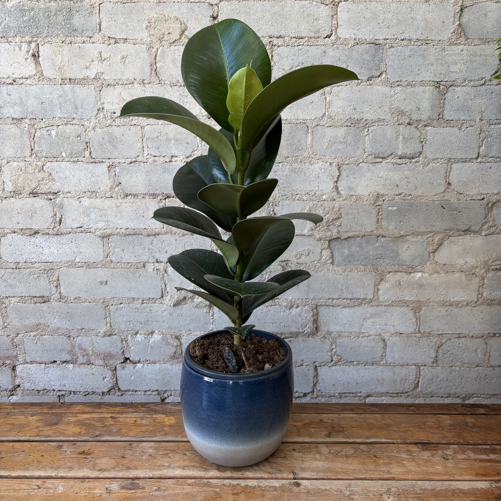 Ficus Elastica 'Sophia' 7"