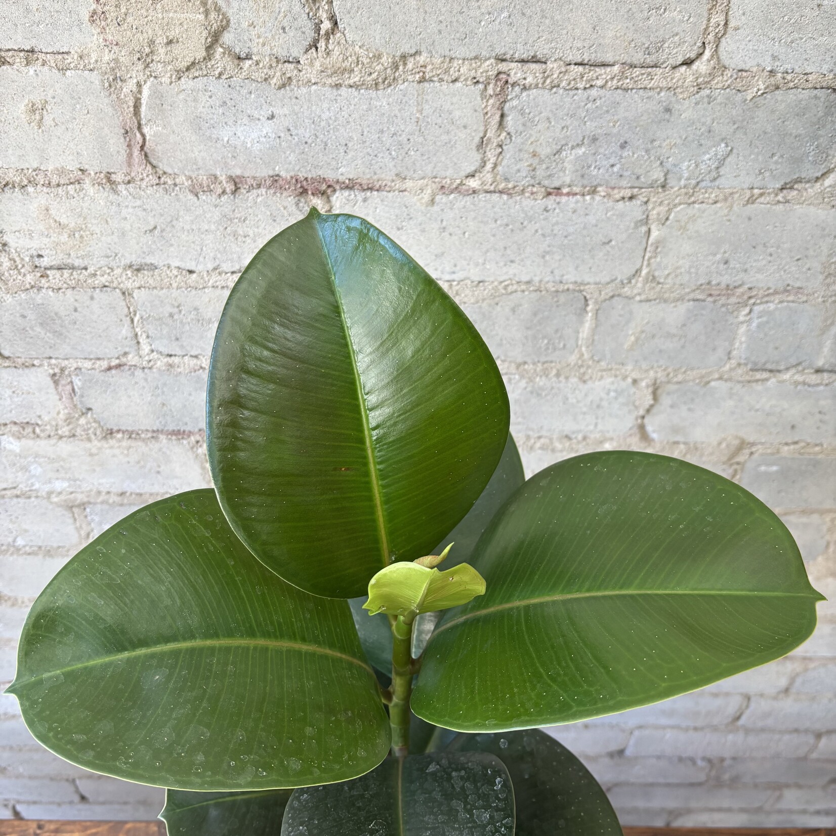 Ficus Elastica 'Sophia' 7"