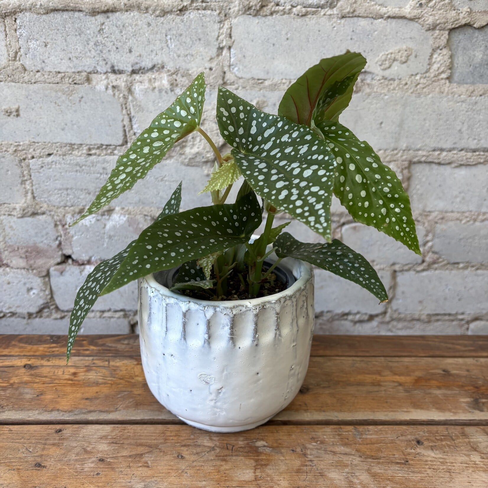 Begonia White Maculata 4"