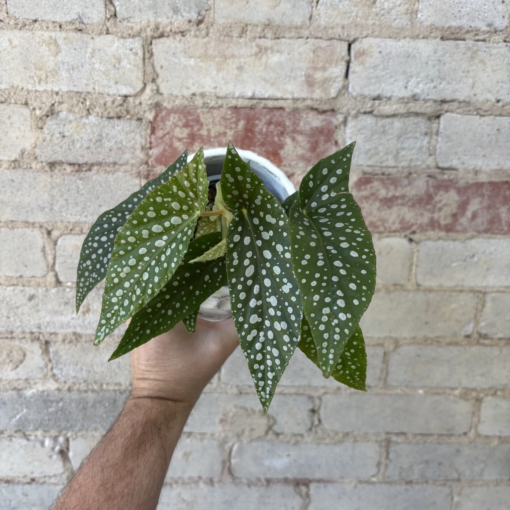 Begonia White Maculata 4"