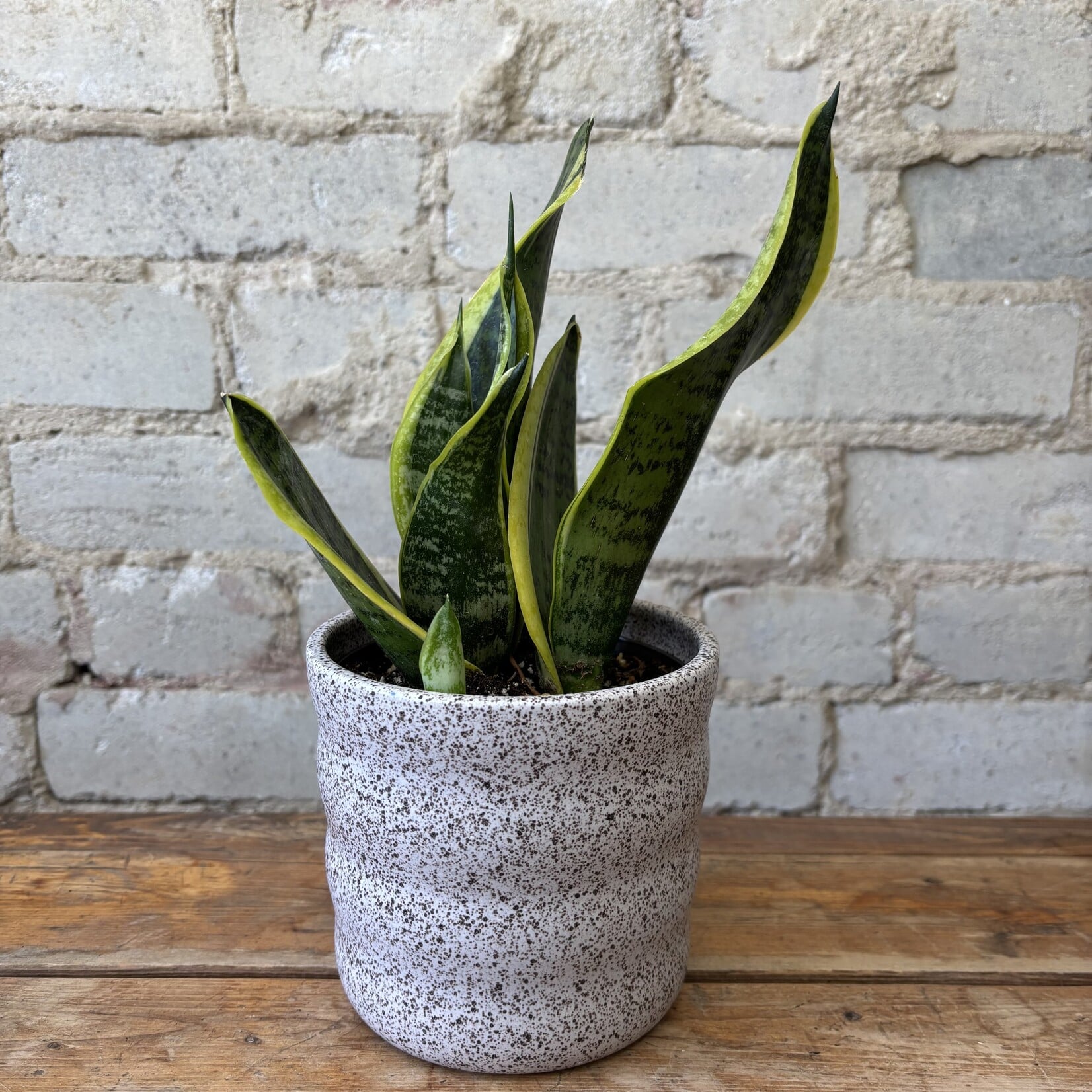 Sansevieria Superba Futura 5"