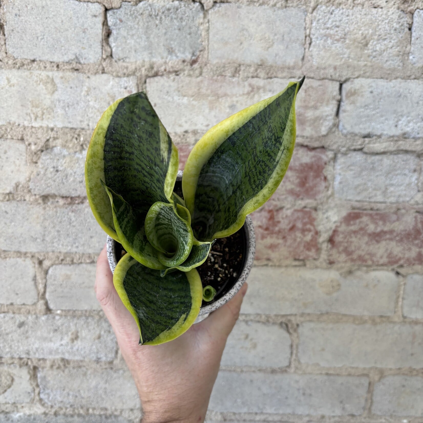 Sansevieria Superba Futura 5"