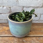 Hoya Compacta Green 4"