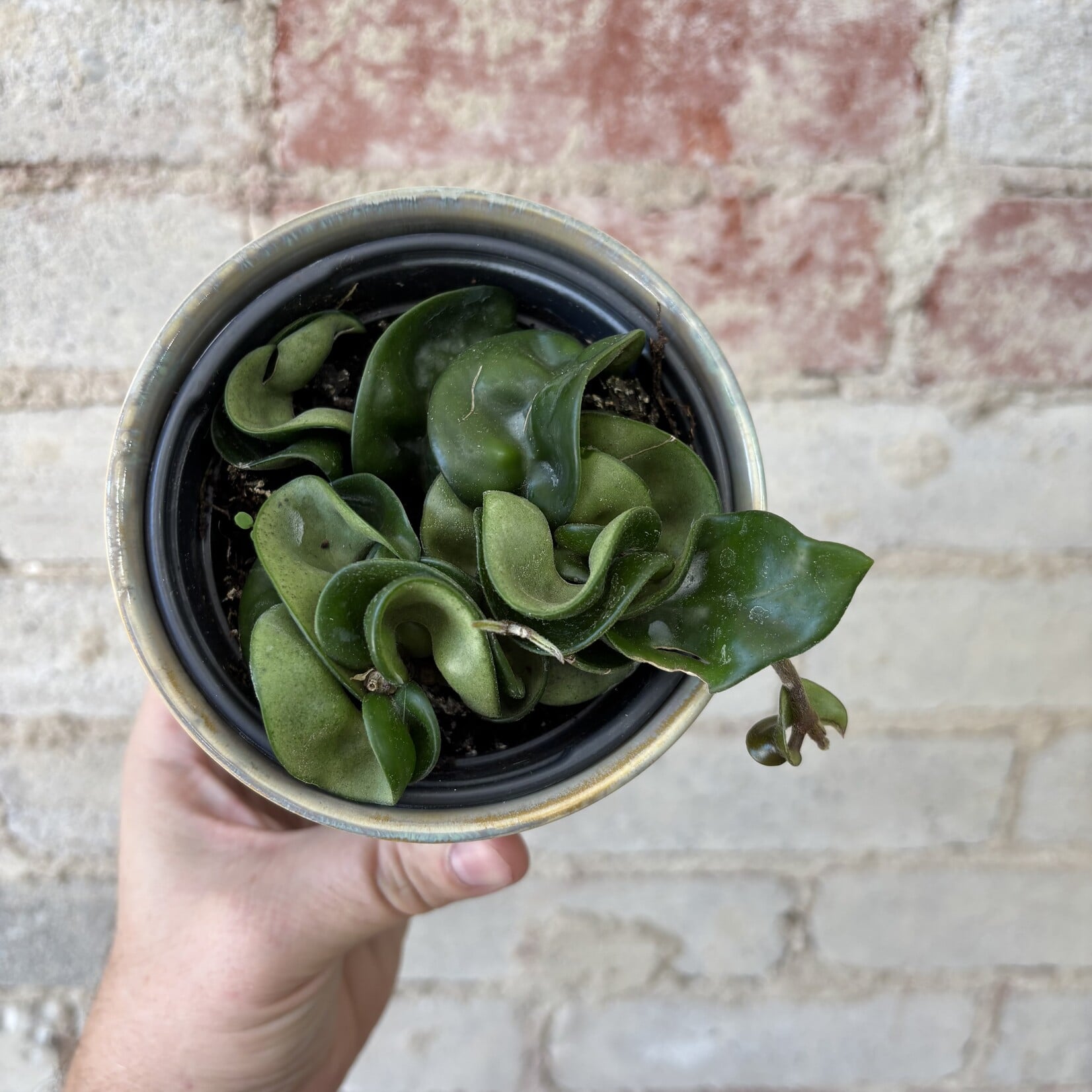 Hoya Compacta Green 4"